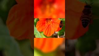 Amazing Flight Of The Bee macro macrophotography nature insects bee flight