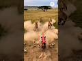 warthog vs lion 🐵🤩 Funny Moments #lion #wildlife #warthog #youtubeshorts #shorts