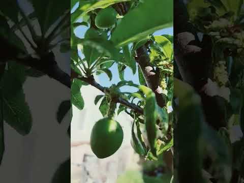 Video: Plum Curculio Control. Treating Plum Curculio ծառերի վրա