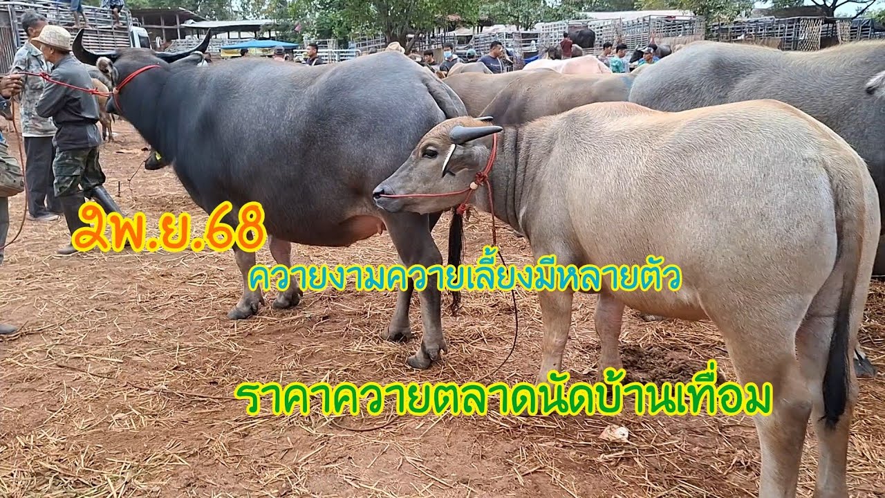 ราคาควายตลาดนัด#ควายเลี้ยง #ตลาดนัด #ควายงาม #ควายไทยสายพัฒนา #อ้ายทิต