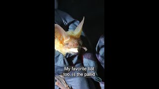 A Biologist's Favorite Bat