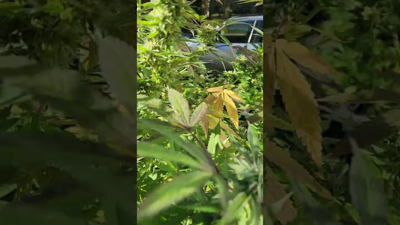 wicked genetics gary payton x sour headband