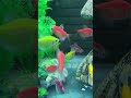 #aquarium #fishkeeping #hocac #shorts #fishtank #fish #babyshark