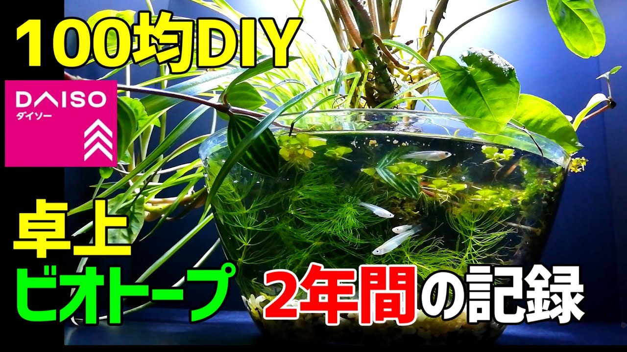 100均DIYメダカの【卓上ビオトープ】2年間の成長記録 /メダカ飼育/2020. 3.22～2022.3.26 /How to Make