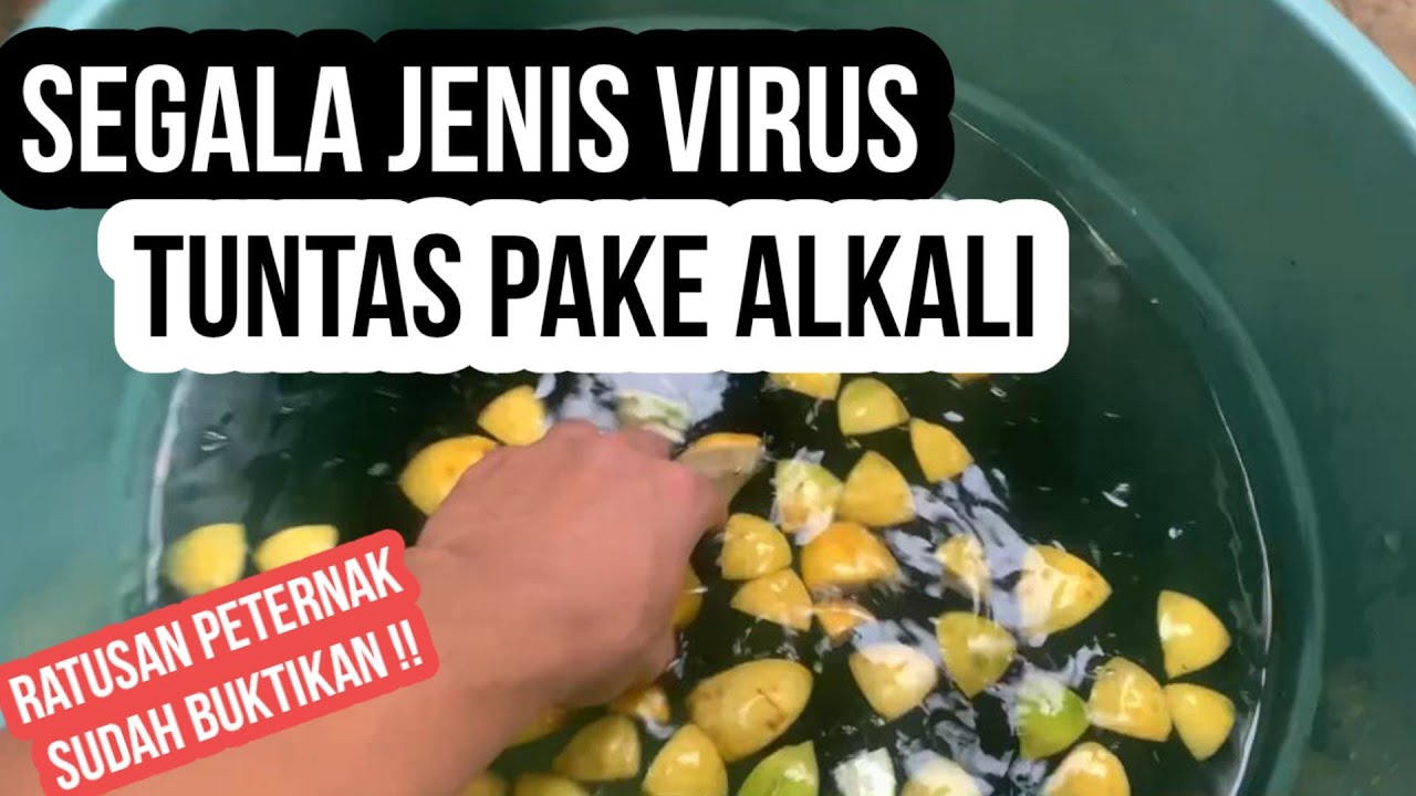 AIR ALKALI SOLUSI UNTUK PARA PETERNAK !!