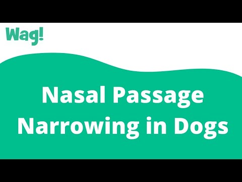 Video: Nasal Passage Narrowing Sa Dogs