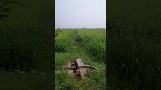 Beauty of agriculture Rice crop#villagelife #shorts