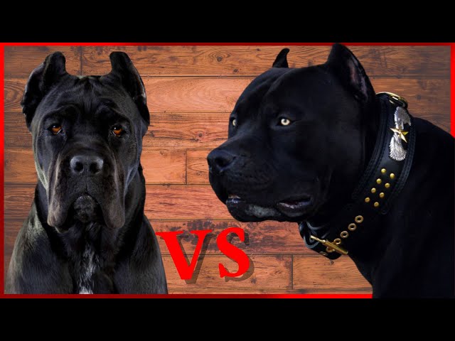 quem vence??] Pit Monster vs Cane corso 