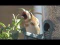 goldfinch in the sun