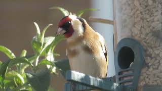 goldfinch in the sun