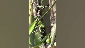 Nhấp cá rô đồng trong bụi tre #thápmườiquêtôi #fishing #câucárôđồng #caucaro