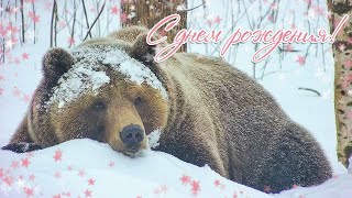 С днем рождения, самый любимый медведь!🐻💜/Bear Mansur
