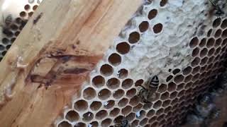 اوقات قطف العسل وطرق اجبار النحل جمع العسل في العاسلة وحاجز الملكات