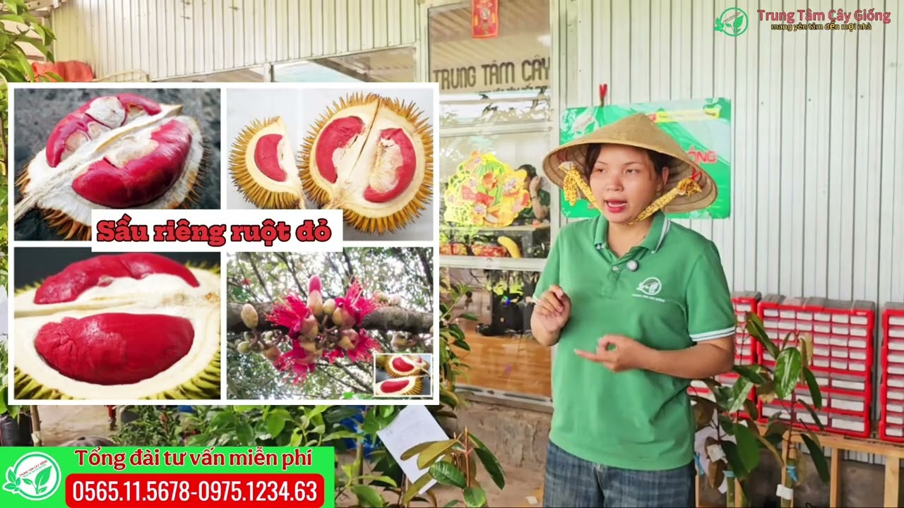 Sầu riêng ruột đỏ giống mới cơm đỏ độc lạ