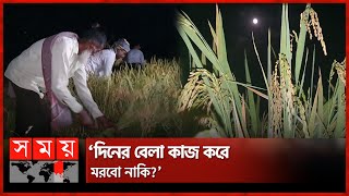 কোন ভয়ে চাঁদের আলোতে ধান কাটেন কৃষক? | Moonlight | Paddy Harvest | Farmers | Shariatpur | Somoy TV
