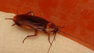 La cucaracha Ya no puede caminar ...