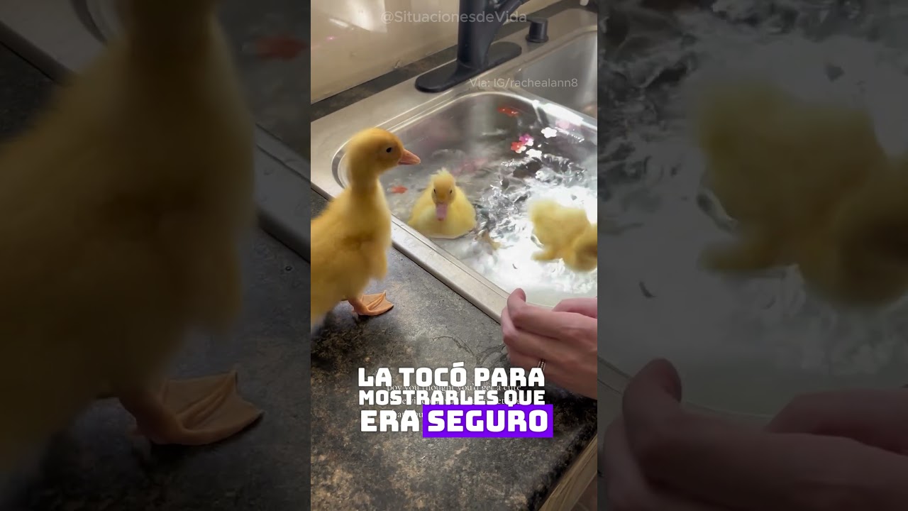 ¿Sabían los patitos que era artificial? 🦆🌸