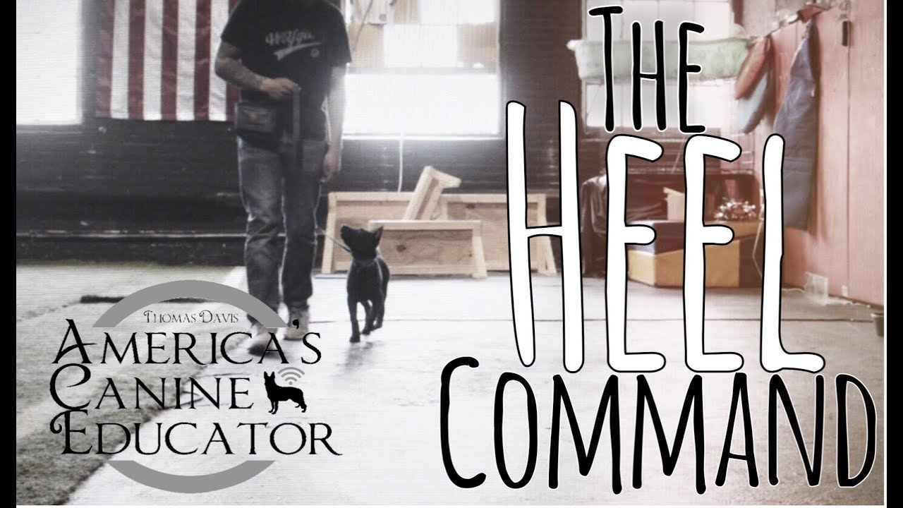How To Teach Your Dog The Heel Command Dog Training With America s how-to-teach-your-dog-the-heel-command-dog-training-with-america-s
