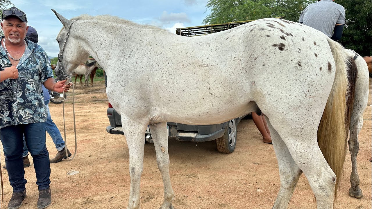 FEIRA DE CAVALOS EM ALTINHO-PE dia 28/02/2026#nordeste 