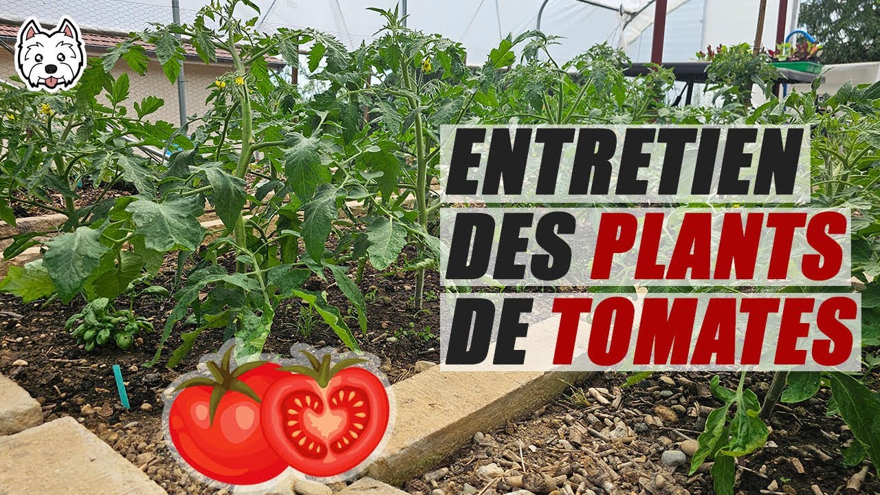 Entretenir Plant De Tomate