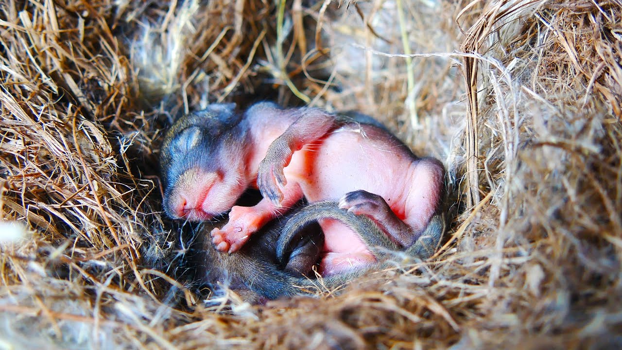 Sleeping style of adorable Squirrel 😍😍