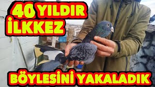 40 YILDIR İLK KEZ BÖYLE BİR KUŞ YAKALADIK Damdan düşme tehlikesine rağmen