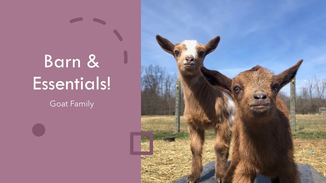 Barn & Essentials YouTube