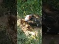 la pata con sus 2 patitos