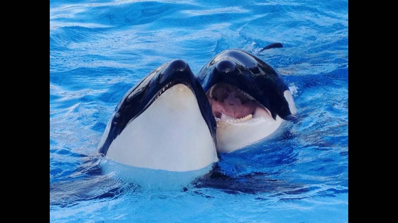 Shamu Show / Stadium Closed @ Seaworld Orlando Florida - But You Can