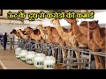 3000 रुपये लीटर , ऊंट का दूध बेचकर करोड़ों कमा रहे हैं लोग । CAMEL MILK FARMING.