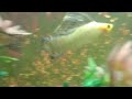 ikan molly balon di aquarium