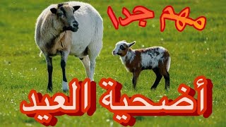 أضحية العيد لتصحيح النطق ومخارج الحروف( التأتأه؛ التلعثم) نافعة لكل الأعمار وخاصة لأطفال التوحد .