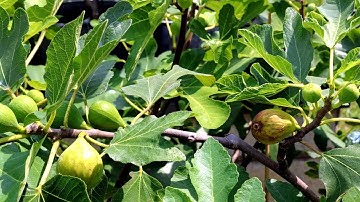 5 Springtime Fig Tree Tips for Success