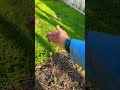 Backyard Garden Update