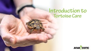 Introduction to Tortoise Care by Avian and Exotic Animal Clinic 2,551 views 3 years ago 5 minutes, 2 seconds