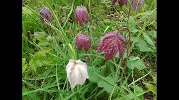 2015 oude vliegveld Havelte