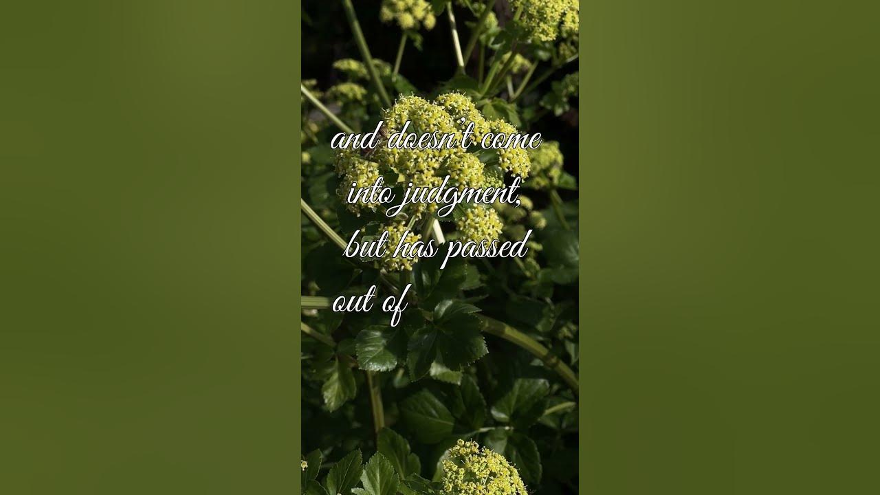 john-5-verse-24-youtube