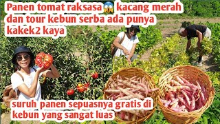 PANEN TOMAT RAKSASA , KACANG MERAH DAN TOUR KEBUN SERBA ADA PUNYA KAKEK KAYA