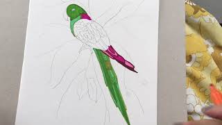 Parrot in coloured pen