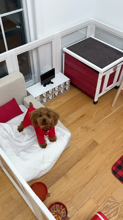 puppy’s apartment setup 🐶🐾