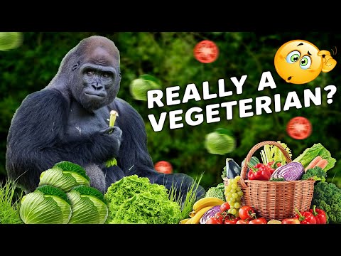 Wideo: Co mogą jeść goryle?