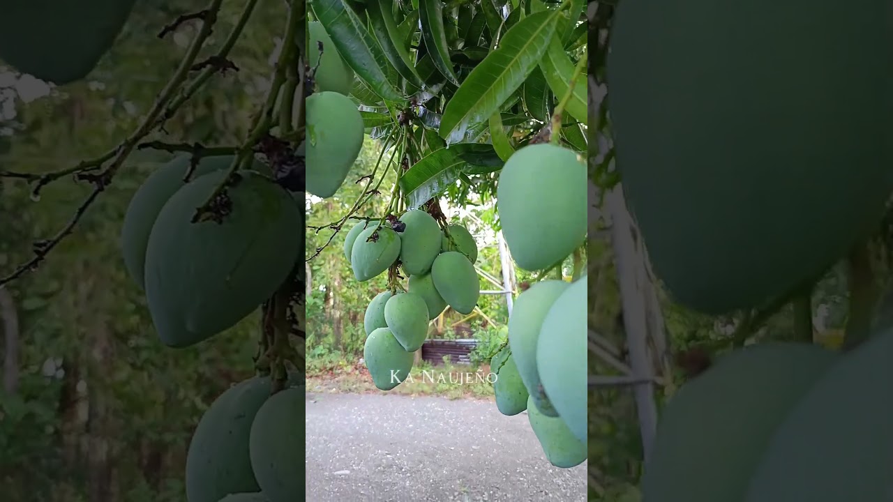 Indian Mango 