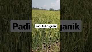 Download Lagu Padi full organik #shorts #padi #rice #padiorganik #2023 MP3