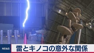 雷とキノコの意外な関係
