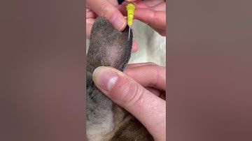 How to place an intravenous catheter in a rabbit