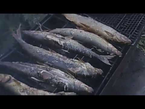 Приготовление омуля горячего копчения