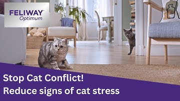 Stop Cat Conflict! Reduce signs of cat stress with FELIWAY