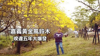 2020黃金風鈴木大爆開，帶你到嘉義八掌溪堤防及朴子溪堤防，走入黃金花海隧道，錯過這次不知要再等幾年了！