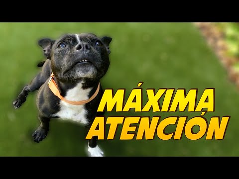 Video: Expectativas de entrenamiento en cachorros.