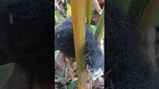BEGINI CARA PETANI KELAPA BIAR GAK DI RUSAK HAMA BABi
